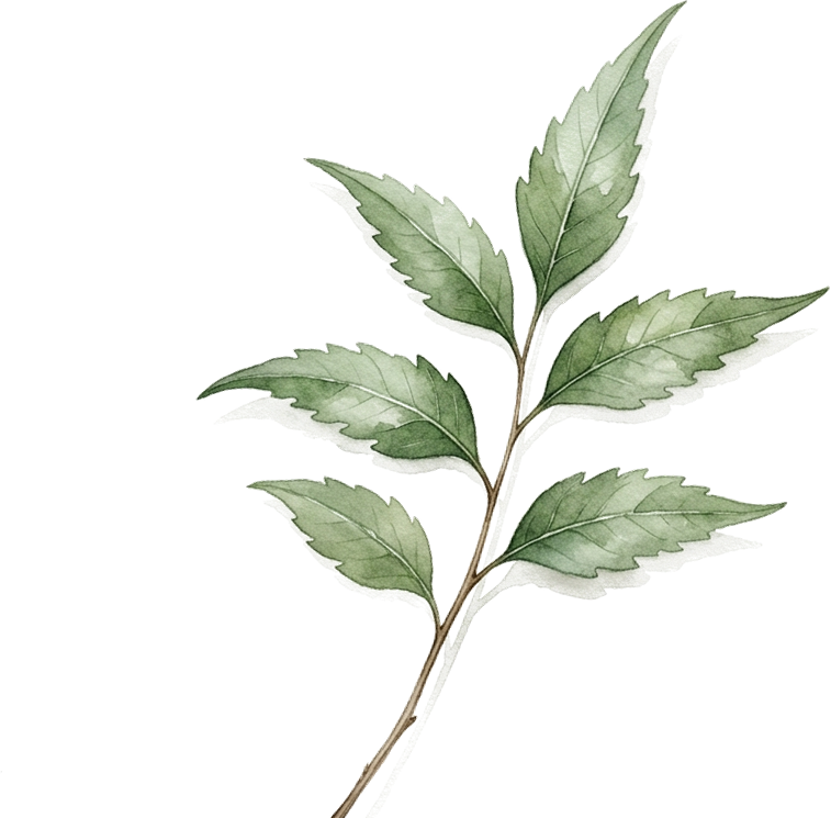 Neem Botanical Sprig